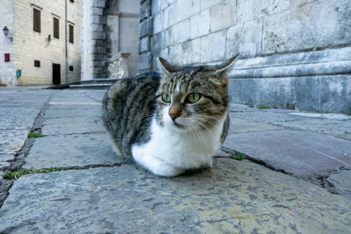 A cat sitting outdoors, used as an example geolocation challenge